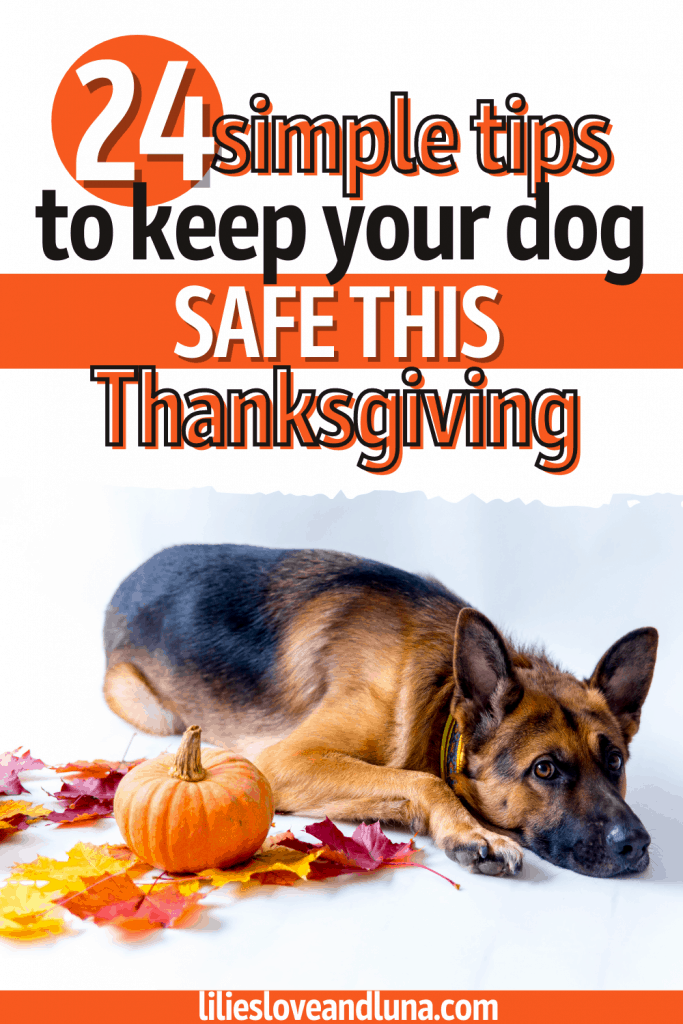 An image for pinterest with a German Shepherd lyaing next to a pumpkin and fall leaves. The words 24 simple tips to keep your dog safe this thanksgiving are above the dog.