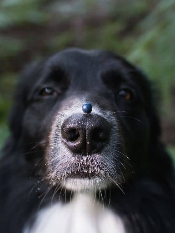 Border collie with a single blueberry on its nose.