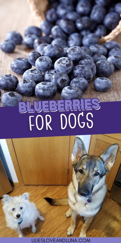 Pin image of blueberries spilling from a basket above an image of two dogs begging for a treat. A text overlay reads blueberries for dogs.