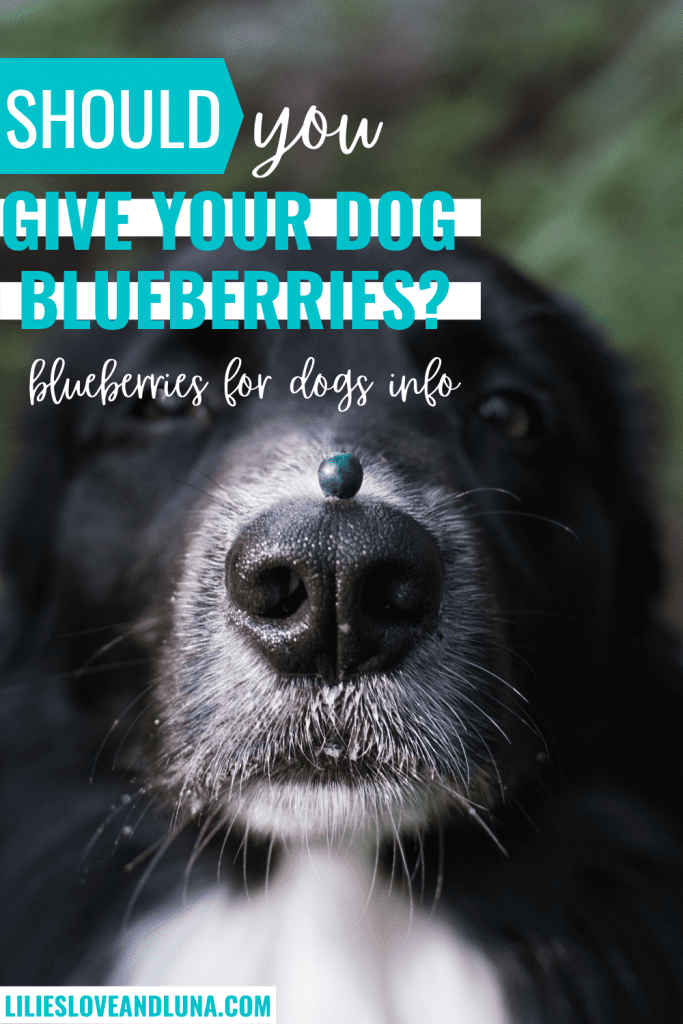 Pin image of a border collie with a single blueberry on its nose for the blog post Blueberries for Dogs.