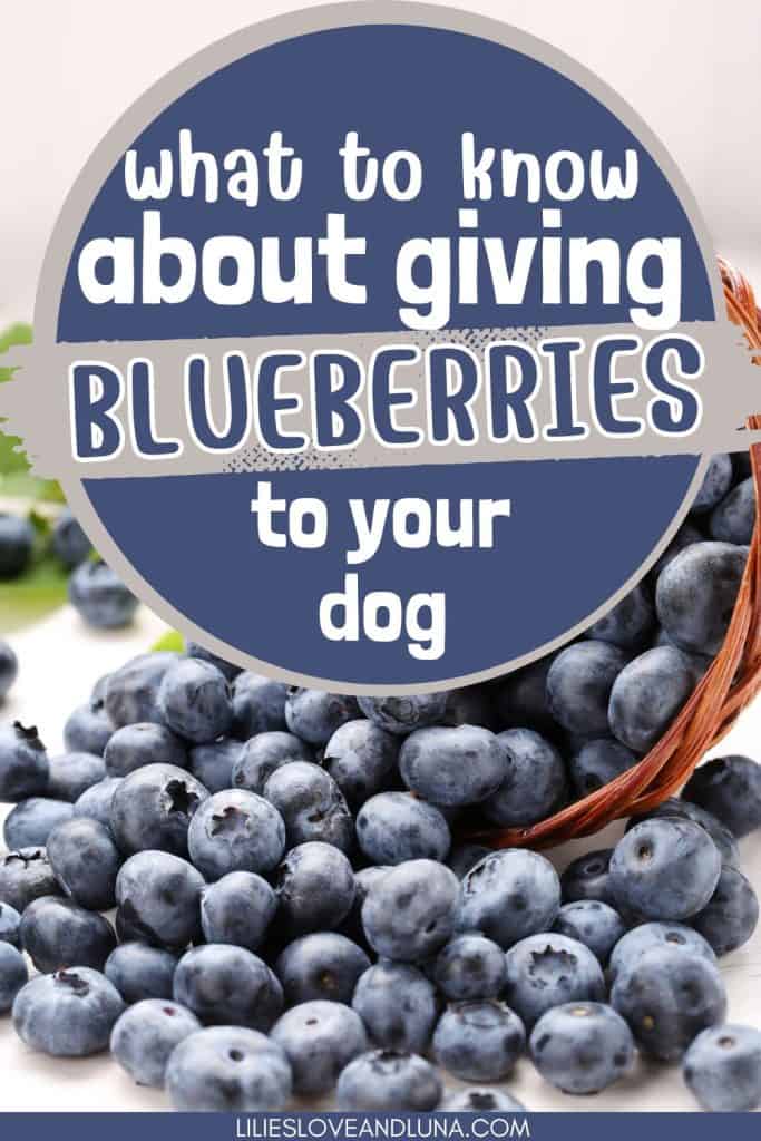 Pin image of blueberries spilling from a basket with a text overlay that reads what to know about giving blueberries to your dog.