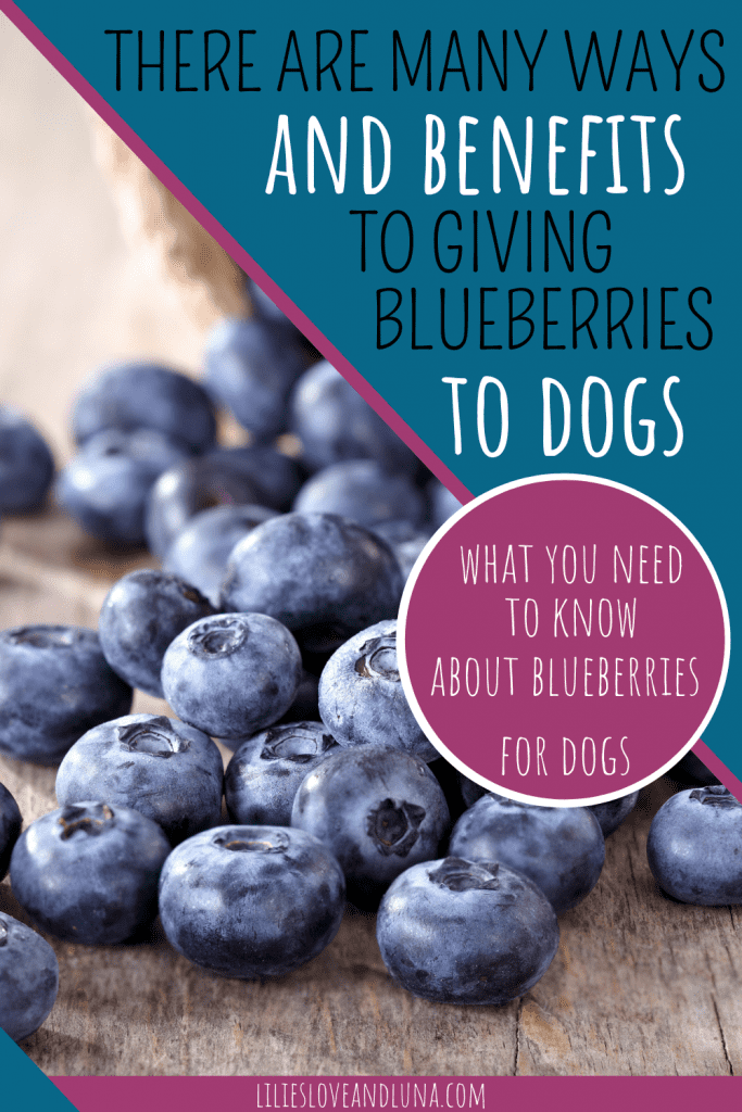 Pin image of blueberries for the post, Blueberries for Dogs.