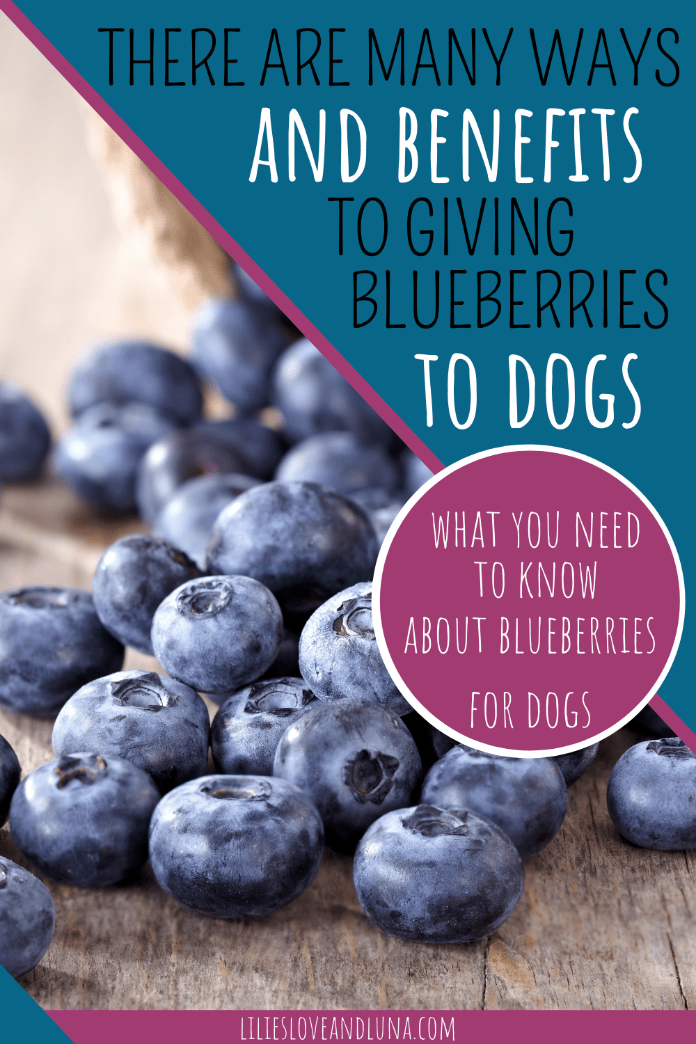 Can Dogs Eat Blueberries? Lilies, Love, and Luna