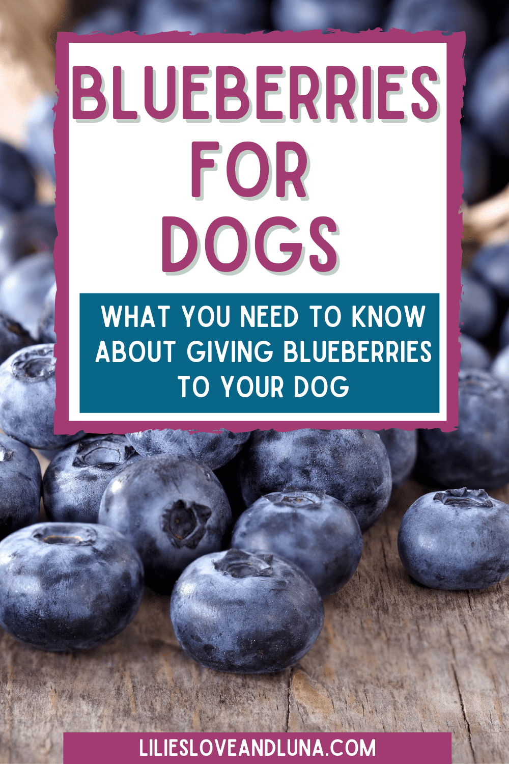 Can Dogs Eat Blueberries? Lilies, Love, and Luna