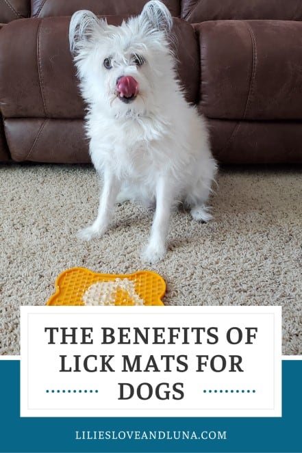 Pin image of a small white dog licking her nose sitting behind a lick mat.