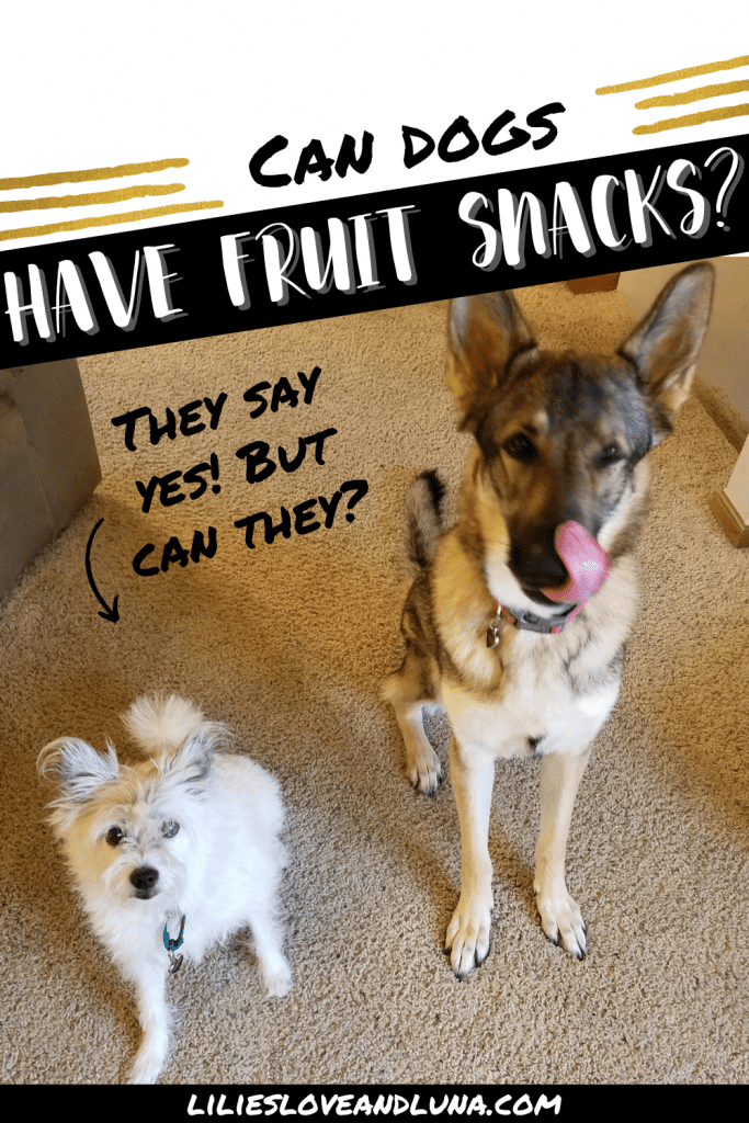 Pin image of "are fruit snacks safe for dogs" with two dogs begging..