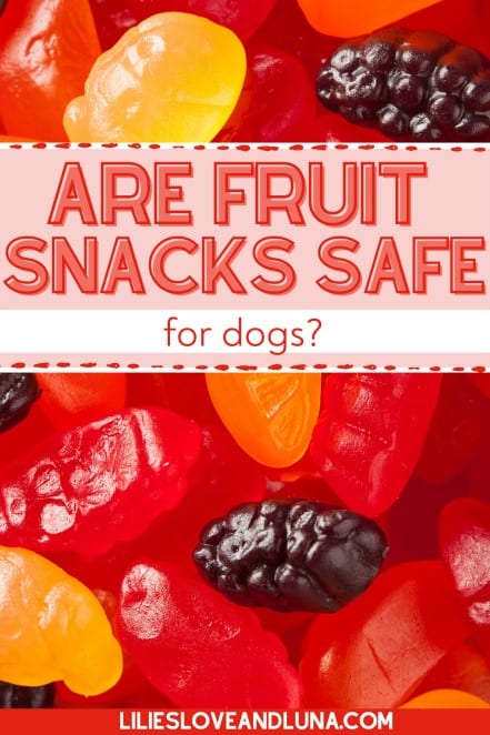 Pin image of "are fruit snacks safe for dogs" with a close up of fruit snacks.