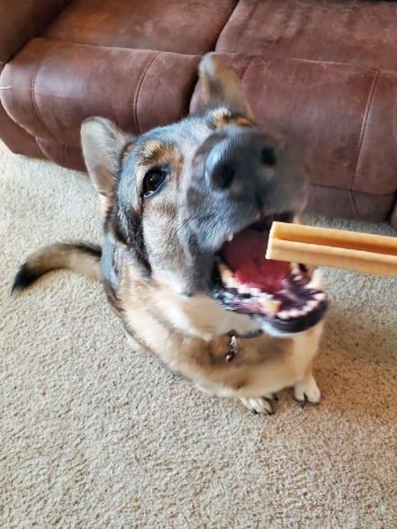 A German Shepherd with an open mouth ready to grab a dental chew stick.