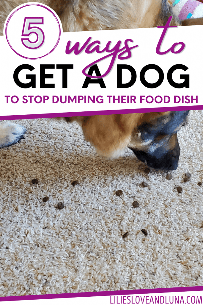 Pin image of why dogs tip their food bowl over with a German Shepherd eating kibble that has been spread on the floor.