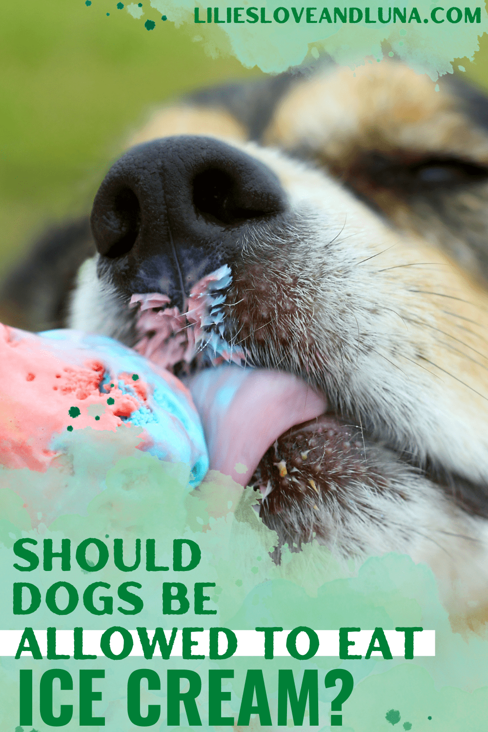 Can Dogs Eat Ice Cream? Lilies, Love, and Luna