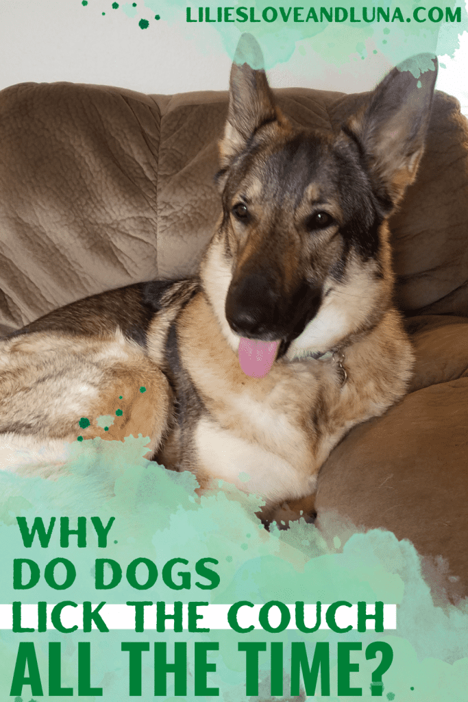 Pin image of why do dogs lick the couch all the time with a German Shepherd with it's tongue out while laying on a couch.