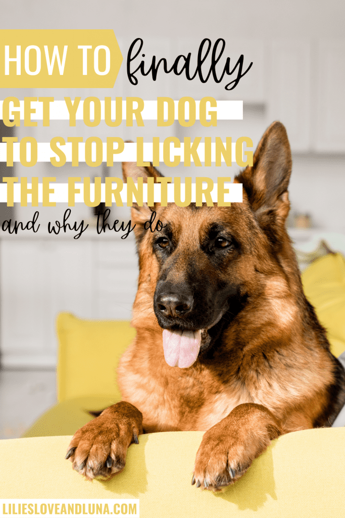 Pin image of how to finally get your dog to stop licking the furniture and why they do with a German Shepherd on a couch with it's tongue out.