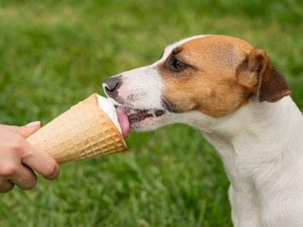 A small brown and white dog licking an ice cream cone.
