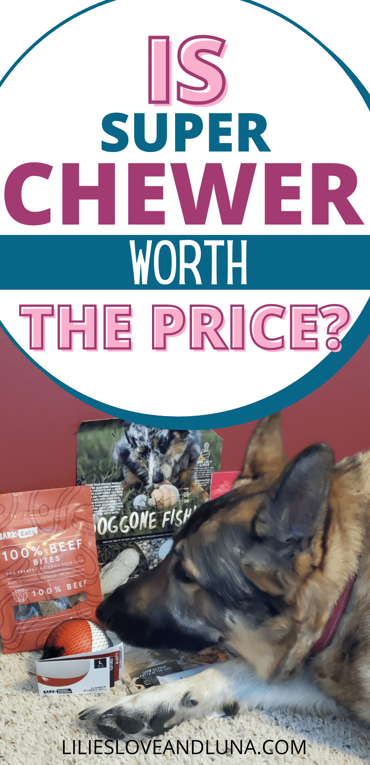 Pin image of is Super Chewer worht it with a German Shepherd sniffing fish themed toys and treats from Super Chewer.