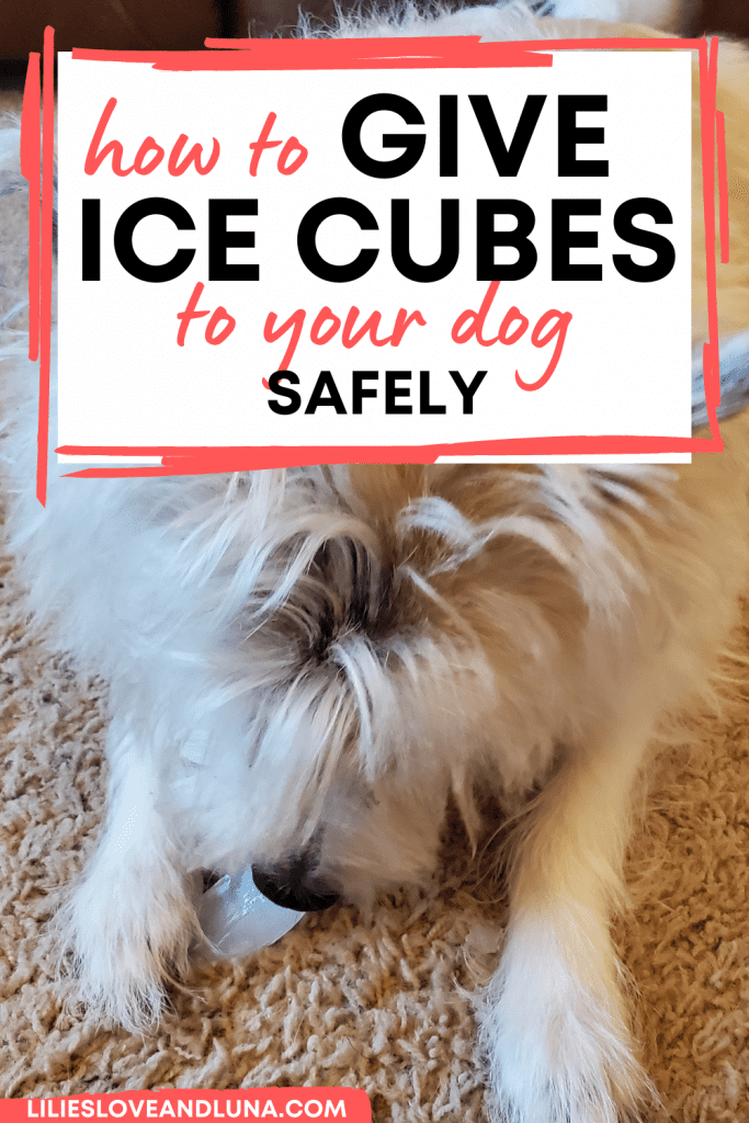 Pin image of how to give ice cubes to your dog safely with a poodle terrier eating an ice cube.