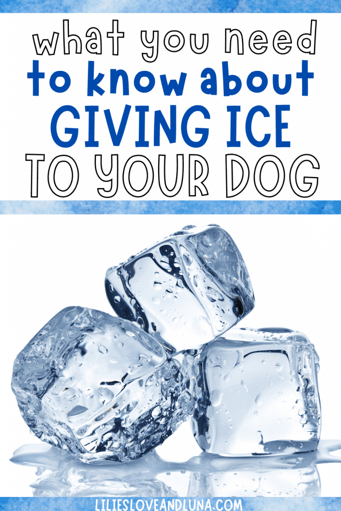 Pin image of what you need to know about giving ice to your dog with 3 ice cubes.