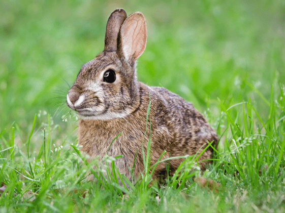 A cottontail rabbit sitting in the grass.