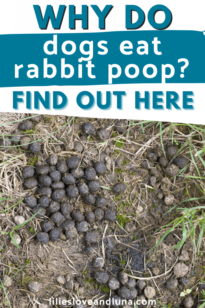 Pin image of why do dogs eat rabbit poop: find out here with rabbit poop on the ground.
