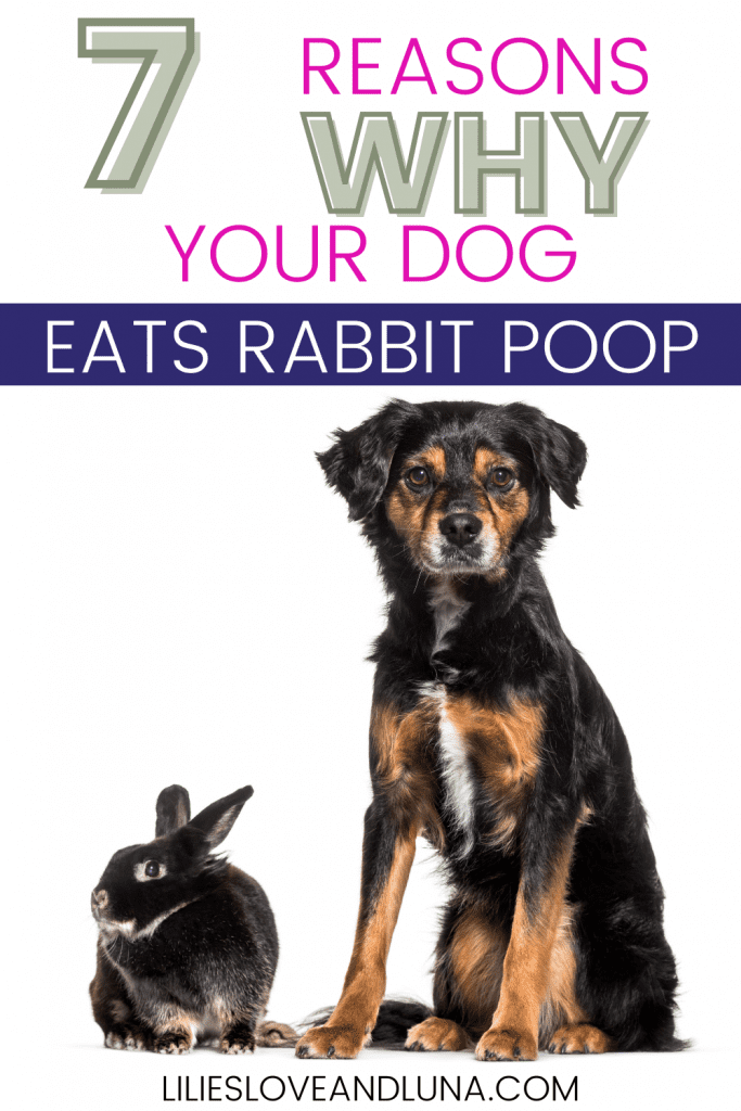 Pin image of 7 reasons why your dog eats rabbit poop with a black rabbit and a black and brown dog.