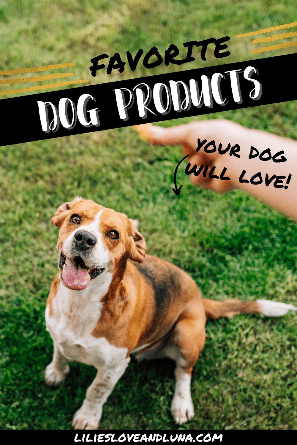 Pin image of favorite dog items your dog will love with a dog looking at a hand holding a treat.