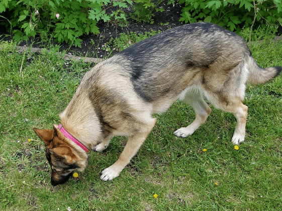 A German Shepherd sniffing the grass.