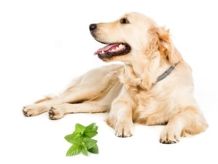 A dog with a bunch of mint.