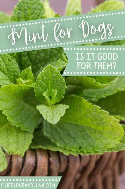 Pin image of mint for dogs is it good for them with mint in a wicker basket.