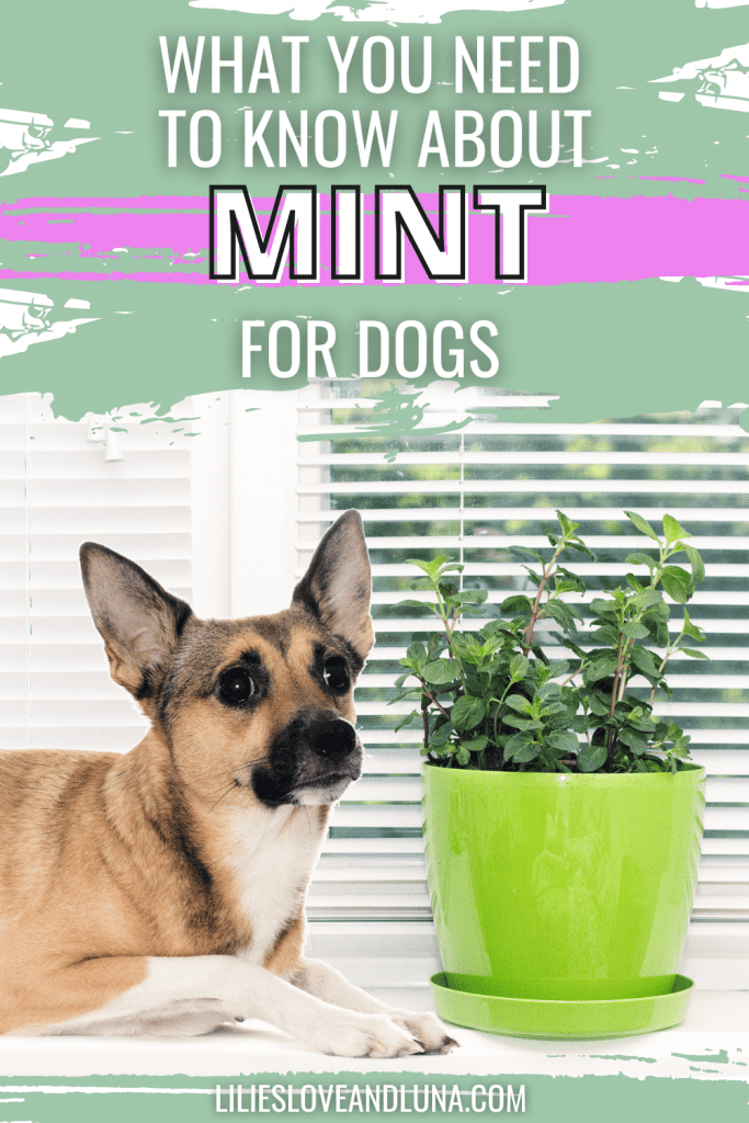 Pin image of what you need to know about mint for dogs with a dog next to a potted mint plant.