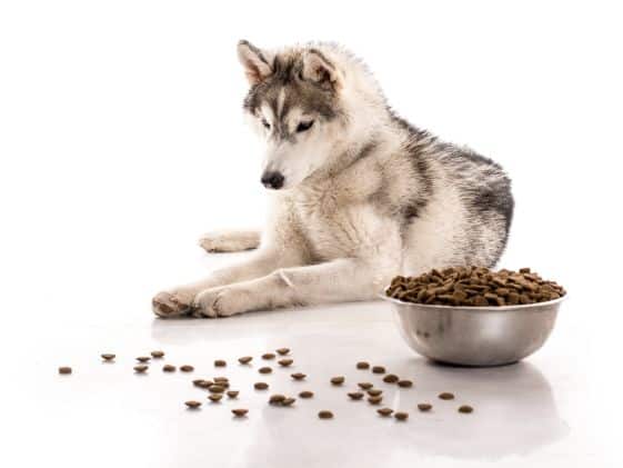 A dog with a blowl of kibble that has spilled.
