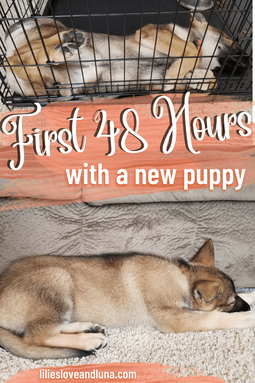 Pin image of the first 48 hours with a new puppy with a German Shepherd sleeping in a kennel and another one sleeping in front of a couch.