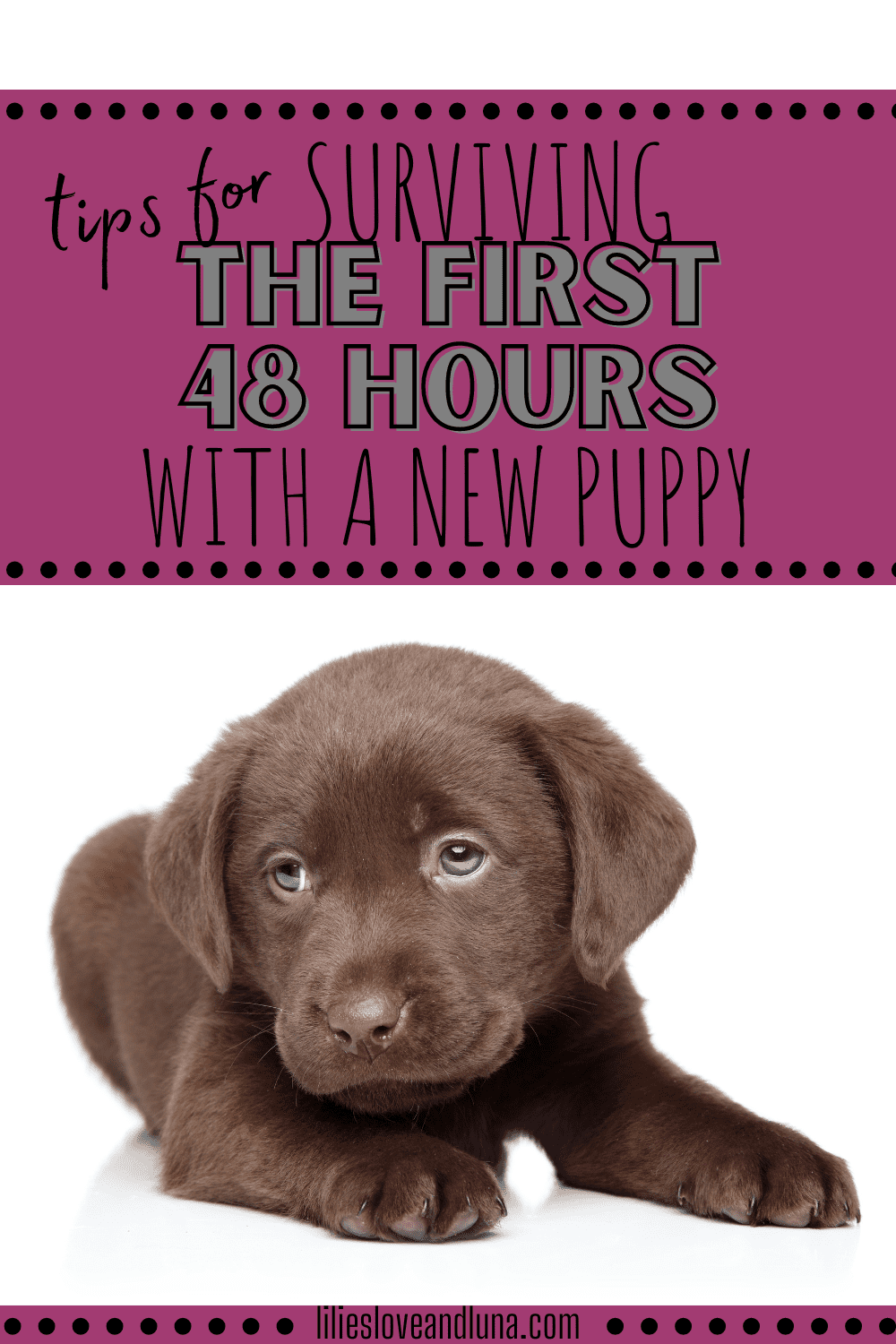 Pin image of tips for surviving the first 48 hours with a new puppy with a chocolate lab laying down.