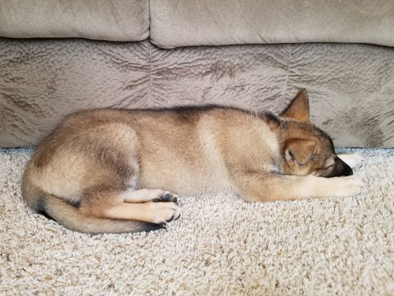 A sleeping German Shepherd puppy.
