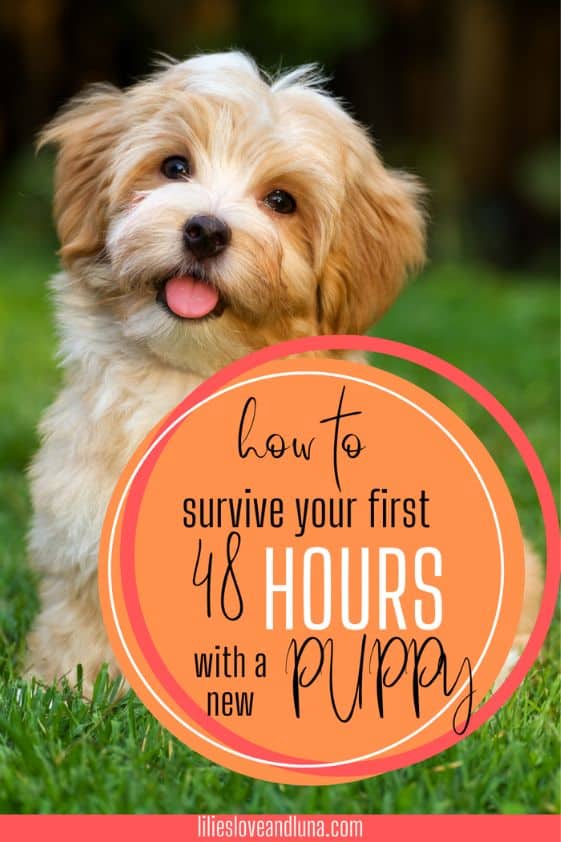 Pin image for how to survive your first 48 hours with a new puppy with a puppy sitting in the grass.