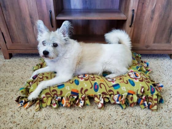Small white dog laying on a completed fleece tie blanket dog bed.