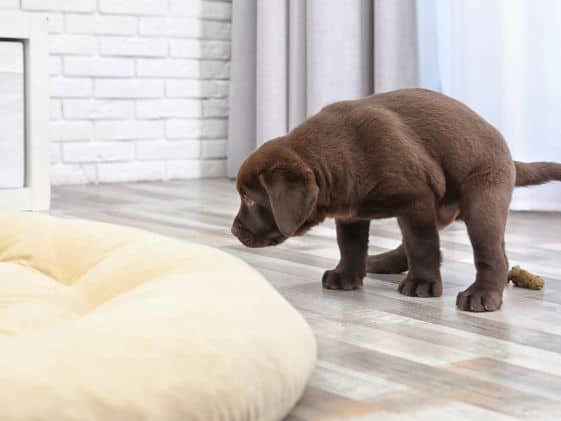 A chocolate lab puppy pooping inside.