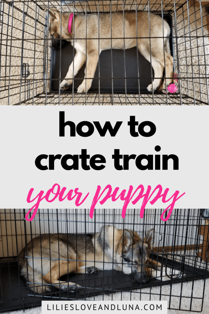 Pin image of how to crate train your puppy with a German shepherd puppy sleeping in a wire crate above an adult German Shepherd sleeping in a wire crate.