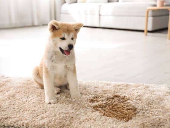 Puppy sitting on a rug next to a wet spot.