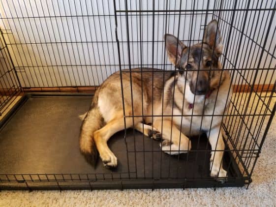 German Shepherd laying in a wire crate.