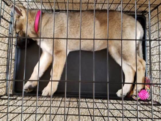 German Shepherd puppy sleeping in a wire crate.