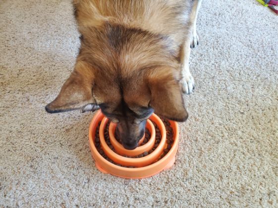 German Shepherd eating from an orange slow feeder bowl.