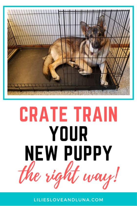Pin image for crate train your new puppy the right way with a German Shepherd laying in a wire crate.