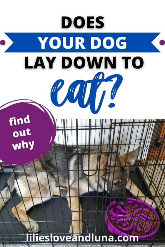 Pin image for does your dog lay down to eat find out why with a German Shepherd laying down to eat.