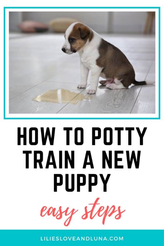 Pin image of how to potty train a new puppy with a puppy next to a puddle of pee.