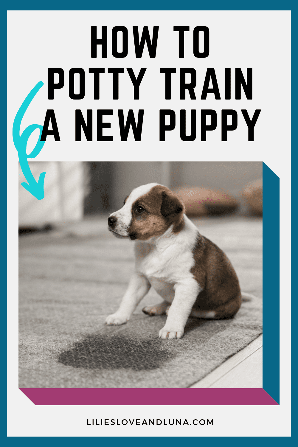 How To Potty Train Your New Puppy Lilies, Love, and Luna