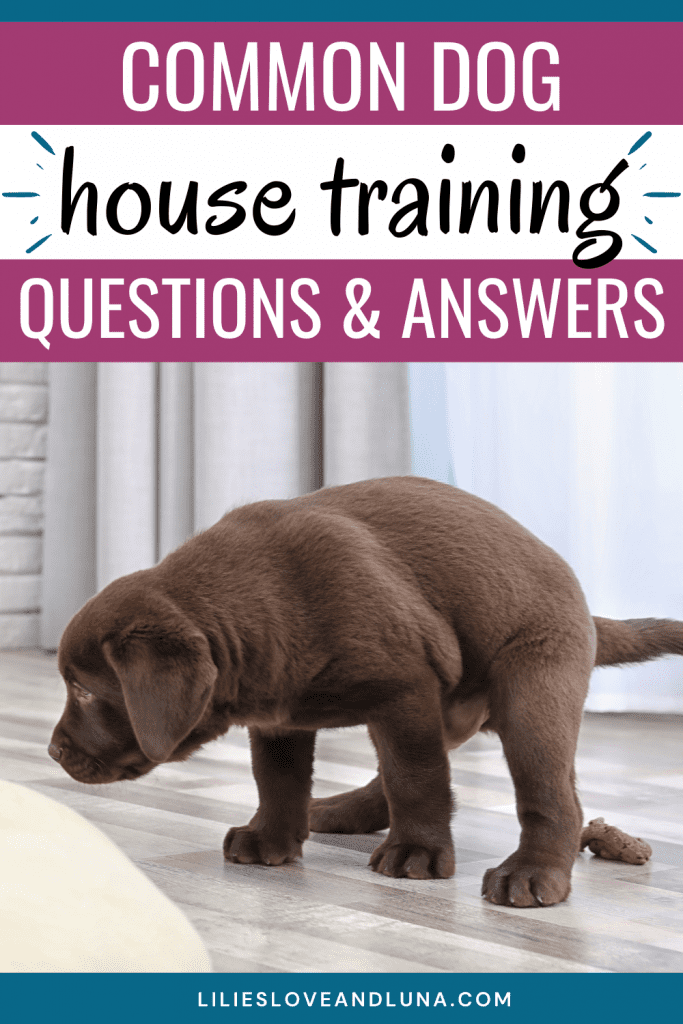 Pin image of common dog house training questions and answers with a chocolate lab puppy pooping inside.