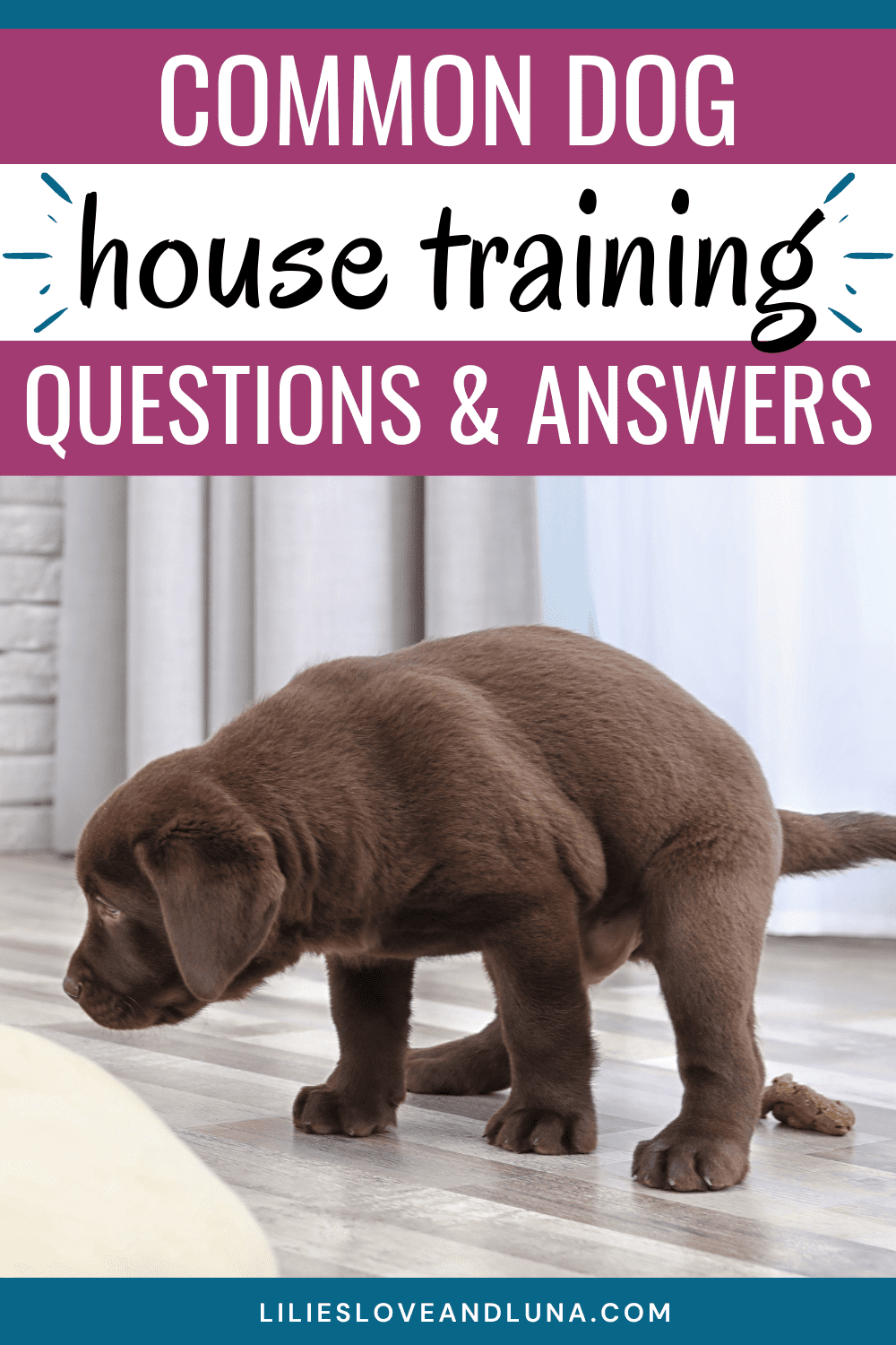 Common Dog House Training Questions Lilies, Love, and Luna