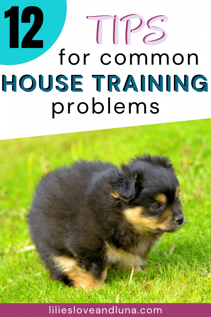 Pin image of 12 tips for common house training problems with a puppy pooping in the grass.