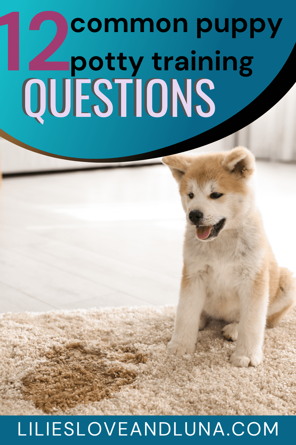 Pin image for 12 common puppy potty training questions with a puppy sitting next to a wet spot on a rug.