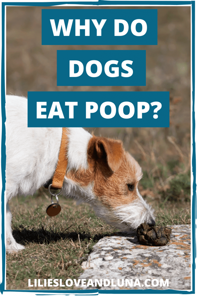 Pin image for why do dogs eat poop with a dog sniffing a pile of poop.