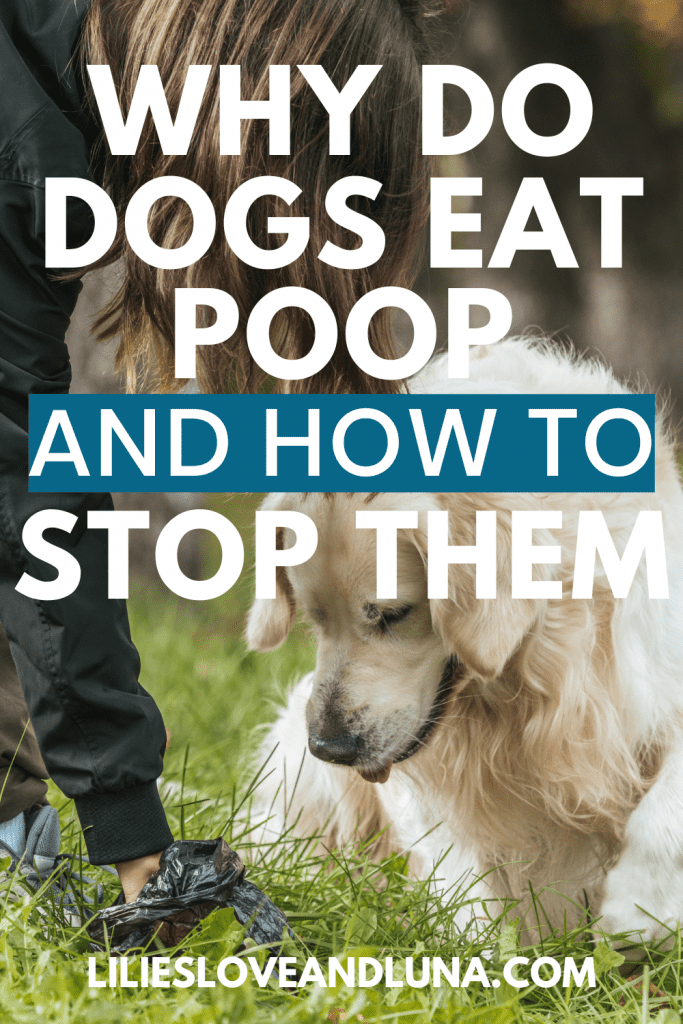 Pin image for why do dogs eat poop and how to stop them with a lady picking up dog poop while a dog watches.